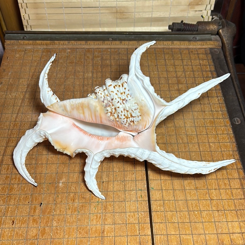 Spider Conch Natural White Brown Shell 10”Lx6.5”Wx2.75”H Beach Bath 11.4oz - Picture 8 of 17